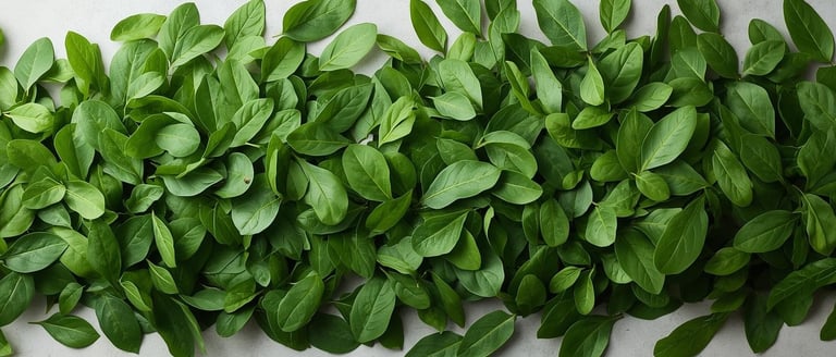 moringa leaf powder supplier india