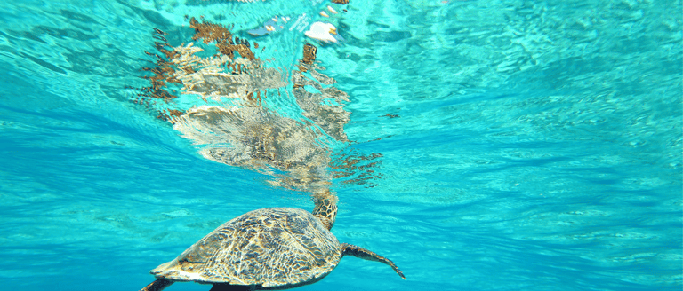 tortue-marine-durant-un-voyage-clé-en-main