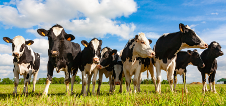8 cows in a field