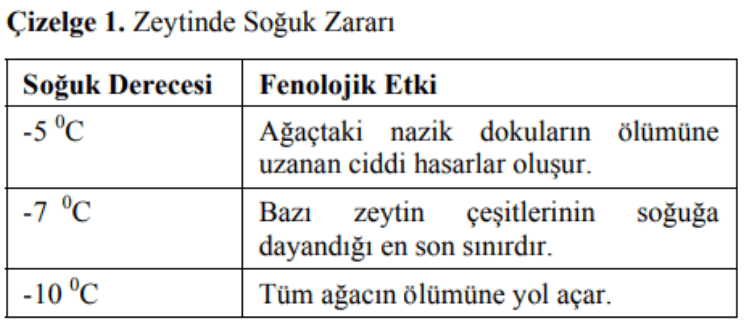 zeytinde soğuk zararı - itoga çiftliği