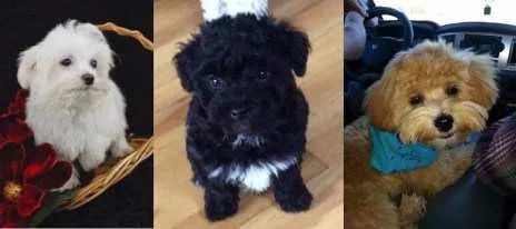 photo college maltipoo