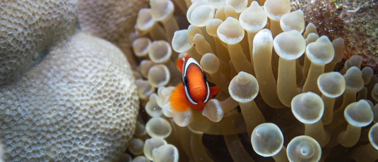 Best snorkel, scuba diving spot El Nido Coron Palawan