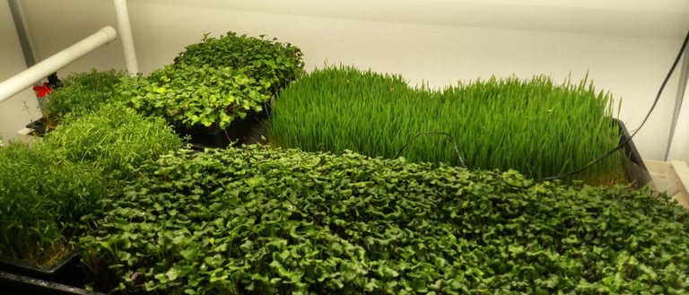 a picture of Early Greens microgreens nursery bed