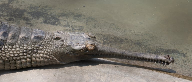 gharial of the Ganges near the Mohana River