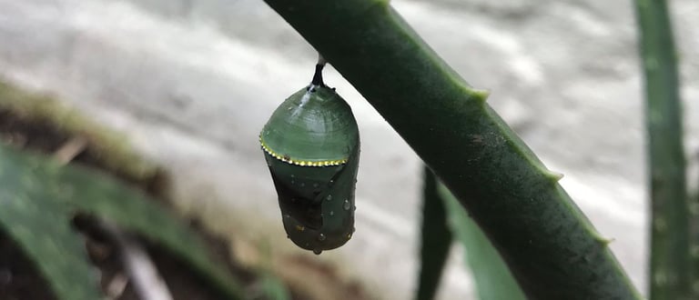 jardines de mariposas