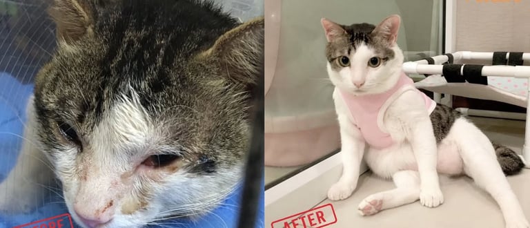 jak-leczyc-bialaczke-kaliciwirus-polska