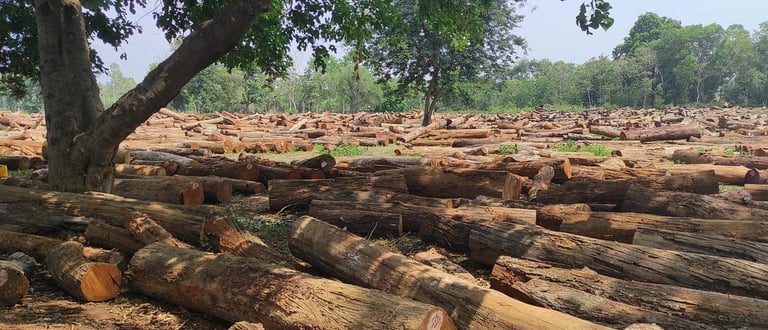 Huge Stockpile of Teak Wood Logs in India – Premium Hardwood Ready for Export