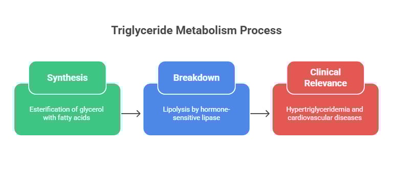 TG metabolism process