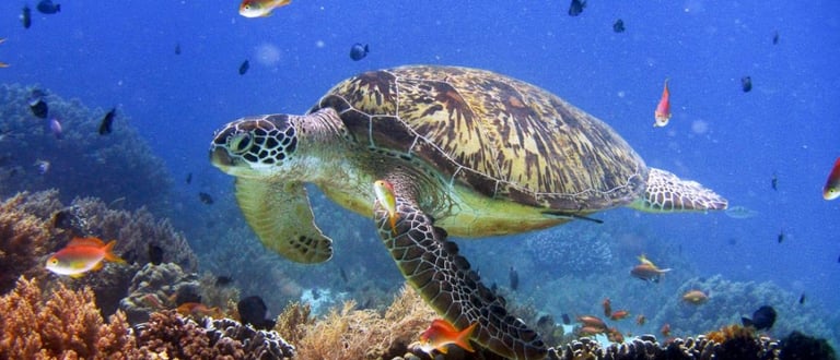 Swim with vibrant coral reefs and marine life on your Palawan expedition tour