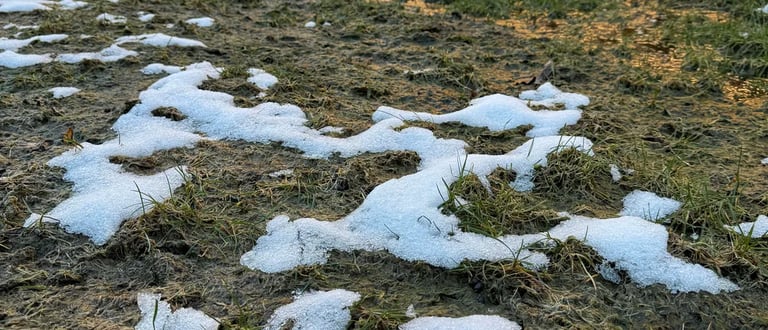 Vejos priežiūra po žiemos