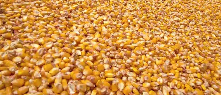 “Close-up macro shot of high-quality maize grains showing texture”