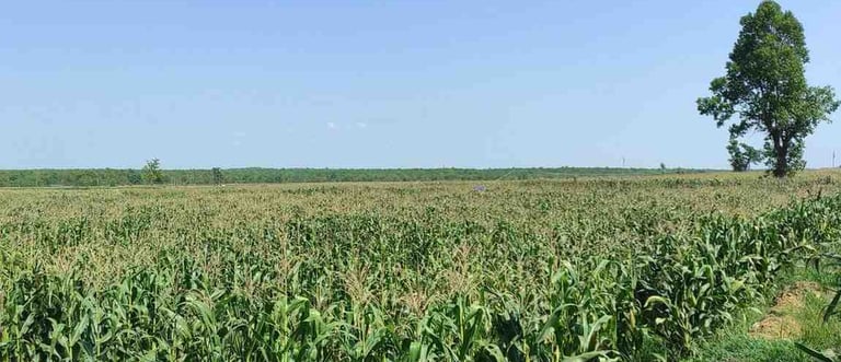 “Front view of healthy maize plants growing in farmland, suitable for agriculture and export industry visuals”