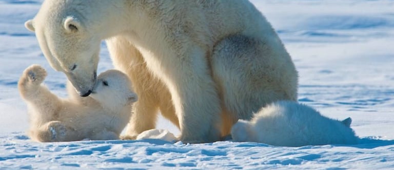 Bankeaz | Baby polar bear playing with his mother in the snow
