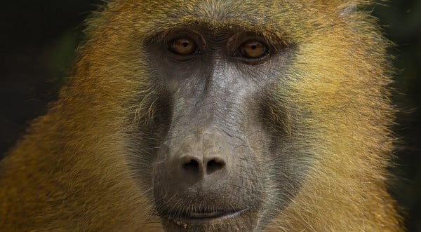 Baviaan in natuurlijk habitat in Gambia