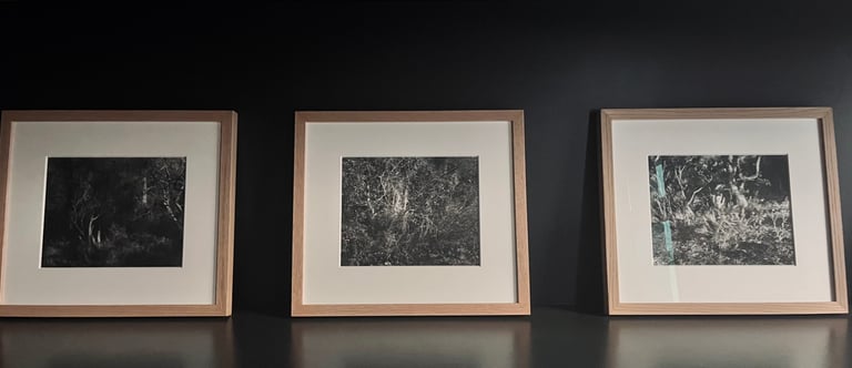 Photo noir et blanc, forêt, marie-louise, Pierre Thoretton