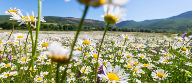 Is Chamomile a Reliable Remedy for Menstrual Symptoms? www.naturalmedicineheals.com