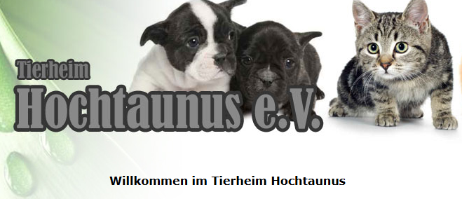 Das Tierheim Hochtaunus vermittelt Katzen und Hunde und bietet Katzenbetreuung an