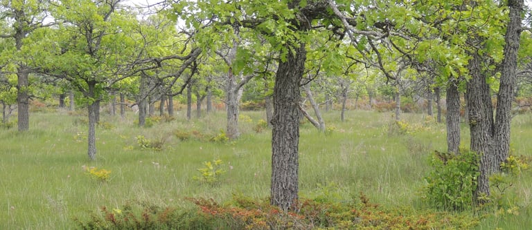 An Oak savannah documented in Ontario by Environmental Consultants at Aster Environmental.