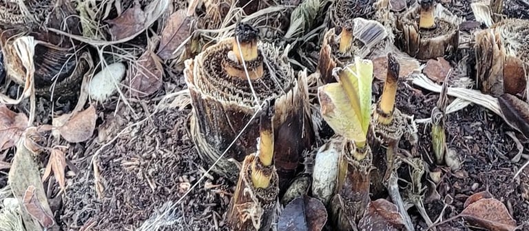 Banana palms ready for winter