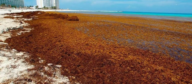 Alga de sargazo | Impacto ambiental