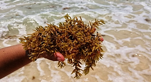 Alga de Sargazo | Insumo para elaboración de bioestimulates agrícolas