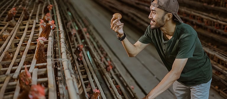 Avicultura e gestão sanitária
