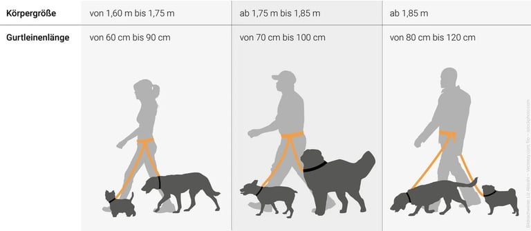 Infografik über die richtige Leinenlänge für einen Dogwalkergürtel
