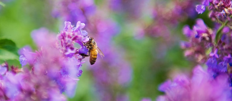 bee pollinating a flower