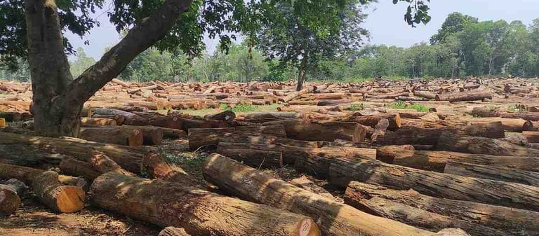 Huge Stockpile of Teak Wood Logs in India – Premium Hardwood Ready for Export