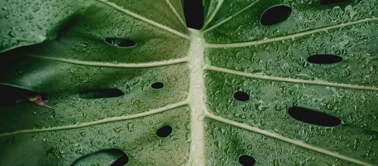 Mature fenestrated Monstera leaf with holes and splits