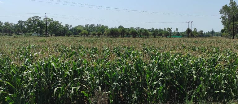 Vast Green Maize Fields Spread Across Rural India – Fresh Corn Cultivation for Export