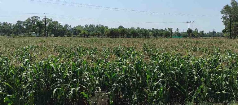 Vast Green Maize Fields Spread Across Rural India – Fresh Corn Cultivation for Export