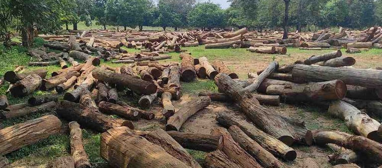 Indian Sal Timber Ready for Processing and Export – High Quality Wood