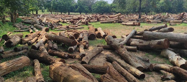 Indian Sal Timber Ready for Processing and Export – High Quality Wood