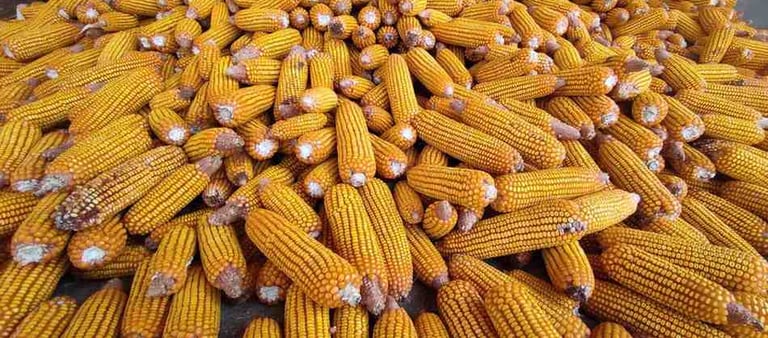 Ripe Yellow Maize with Husk Removed – Harvested Indian Corn Ready for Export