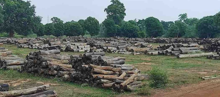 Natural Sal Wood Lumber from Indian Forests – Sustainable Hardwood Source