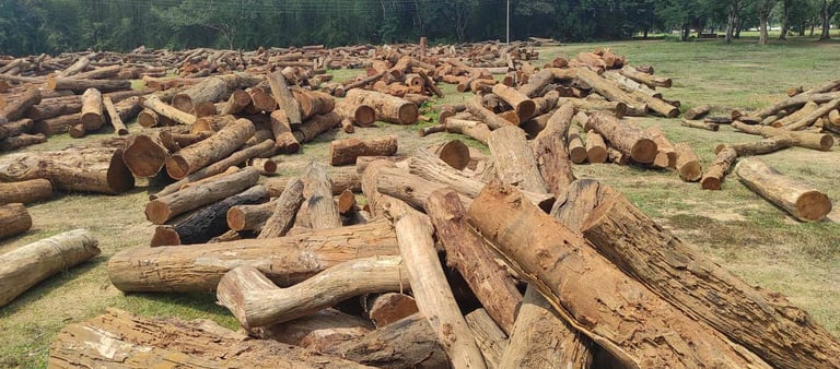 Stack of Sal Wood Logs in India – Premium Hardwood for Export