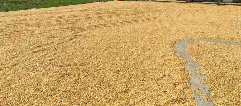 Sun-Dried Maize Grains Spread Under Natural Sunlight in Rural India – Dried Corn Ready for Export