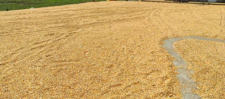 Sun-Dried Maize Grains Spread Under Natural Sunlight in Rural India – Dried Corn Ready for Export