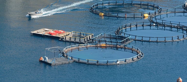 sustainable crab farming