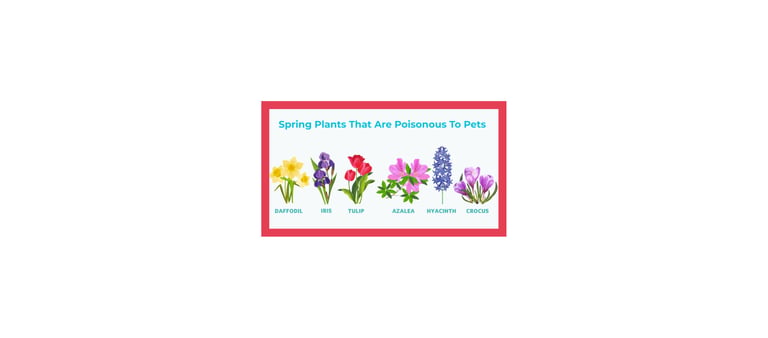 Spring plants toxic to dogs including daffodils, tulips, azaleas, hyacinths, crocuses, and iris.