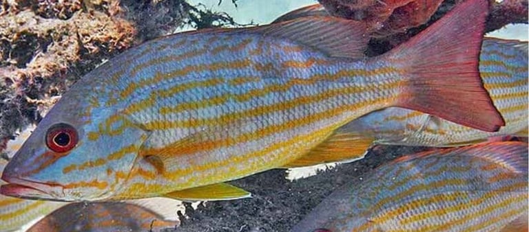 A school of yellowtail snapper with blue and yellow stripes swimming near a tropical coral reef.