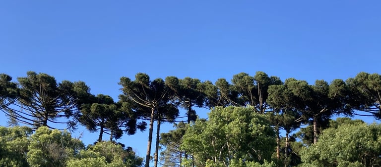 Technical communicator focused on clear and actionable communication