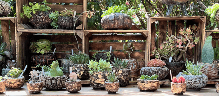 A display of ceramic kusamono aund caudex pots with plants 