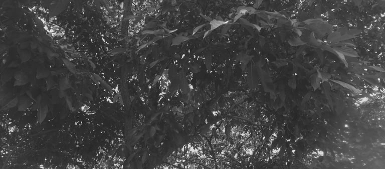 Textura de hojas en blanco y negro: Naturaleza y contraste visual.