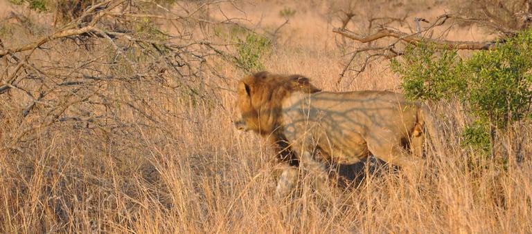 Male Lion at the Hluhluwe–Umfolozi Game Reserve, South Africa