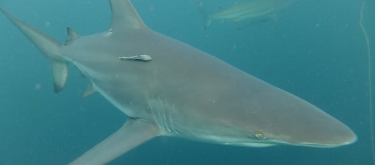 Oceanic Black tip sharks, Aliwal Shoal, Durban, South Africa
