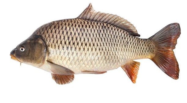 Common Carp Fish