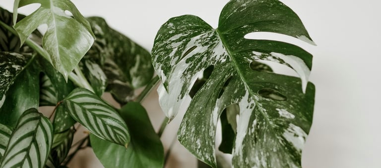Monstera deliciosa Albo Variegata