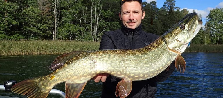 swedish pike